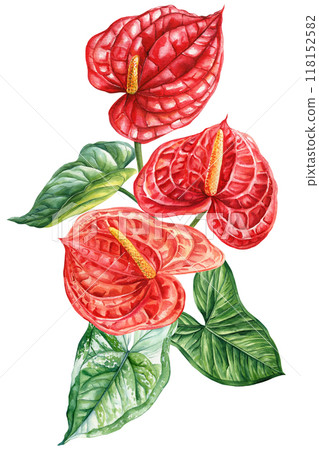 Bouquet flowers watercolor botanical painting isolated. Tropical palm leaf, red anthurium flower, paradise exotic flora 118152582