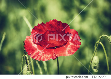 Red spring poppy Red spring poppy 118153550