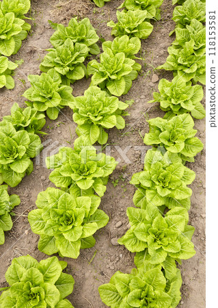 Rows of lettuce on an organic farm, selective focus. Rows of lettuce on an organic farm, selective focus. 118153581