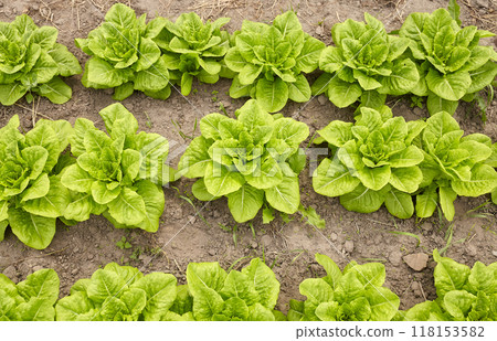 Rows of lettuce on an organic farm, selective focus. Rows of lettuce on an organic farm, selective focus. 118153582