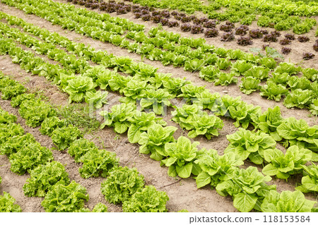 Rows of lettuce on an organic farm, selective focus. 118153584