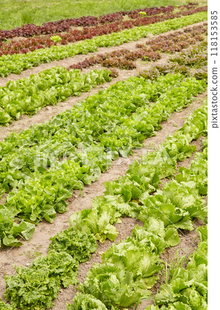 Rows of lettuce on an organic farm, selective focus. 118153585
