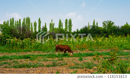 cows eat grass in the meadow. High quality photo 118153813