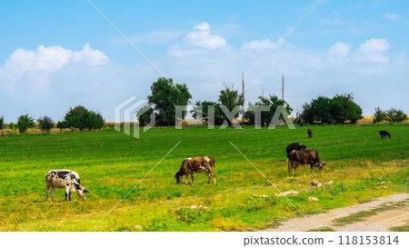 cows eat grass in the meadow. High quality photo cows eat grass in the meadow. High quality photo 118153814