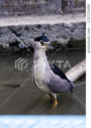 一隻蒼鷺站在荷花田裡 一隻蒼鷺站在荷花田裡 118153866