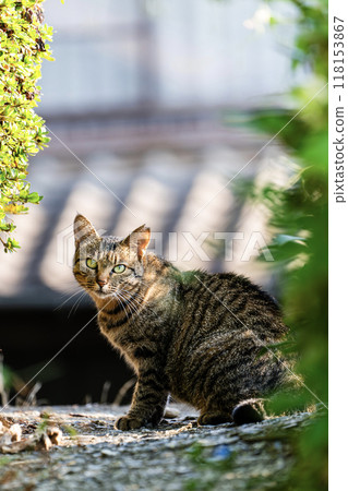 美貓回歸 118153867