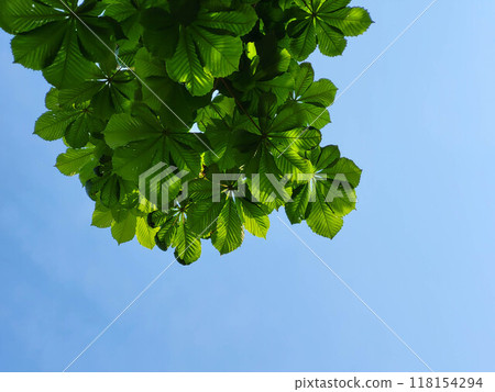 Chestnut branches with fresh green leaves on a blue sky background Chestnut branches with fresh green leaves on a blue sky background 118154294