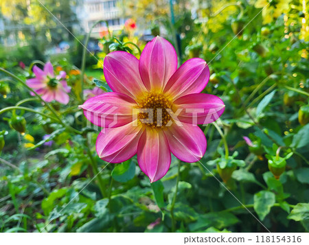 The pink dahlia flower is an annual crop on a green flowerbed. 118154316