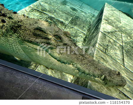 Crocodile swimming in an aquarium Crocodile swimming in an aquarium 118154370