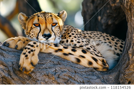 A majestic cheetah lounges on a tree branch, its spotted coat gleaming in the sunlight as it surveys its surroundings with alert amber eyes A majestic cheetah lounges on a tree branch, its spotted coat gleaming in the sunlight as it surveys its surroundings with alert amber eyes 118154526