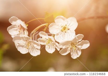 Cherry flowers frame 118154668