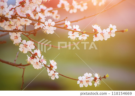 Apricot tree blossoms 118154669