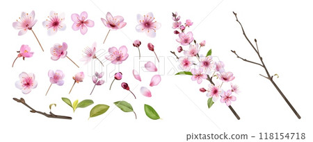 Sakura blossom. Japan flower petal, spring pink bud and twigs, nature leaf material and cute floral oriental Japanese plants. Cherry blossoms, botanical elements. Vector isolated realistic set Sakura blossom. Japan flower petal, spring pink bud and twigs, nature leaf material and cute floral oriental Japanese plants. Cherry blossoms, botanical elements. Vector isolated realistic set 118154718