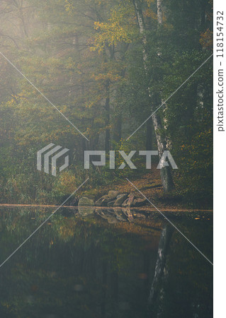 misty forest at a pond misty forest at a pond 118154732