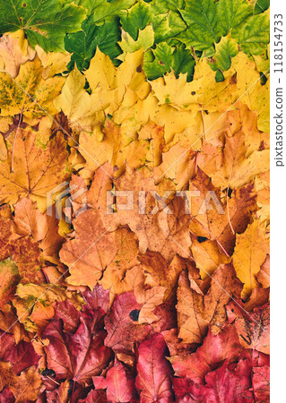 All colors of maple leaf foilage All colors of maple leaf foilage 118154733