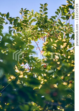 Cherry tree in bright sunlight in summer 118154734