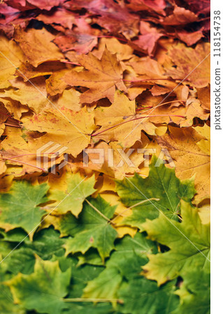 Colorful maple leaf foilage Colorful maple leaf foilage 118154738