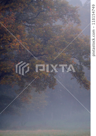 colorful foliage on oak tree covered in fog 118154749