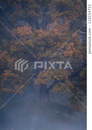 Large oak with colorful foliage covered in fog Large oak with colorful foliage covered in fog 118154752