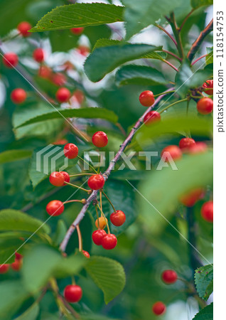 Small red cherries on fresh green tree 118154753