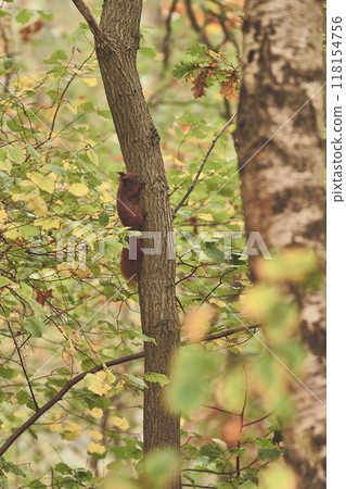 Red squirrel with acorn in mouth climbing up tree Red squirrel with acorn in mouth climbing up tree 118154756