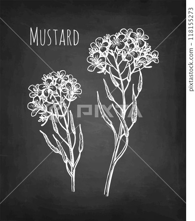 Mustard flowers chalk sketch. 118155273