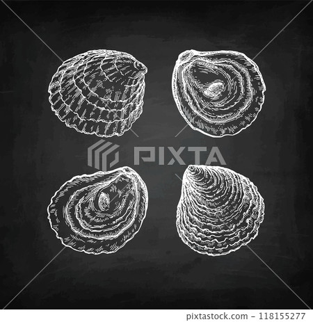 European oysters chalk sketch. European oysters chalk sketch. 118155277