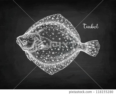 Turbot flatfish chalk sketch. Turbot flatfish chalk sketch. 118155280