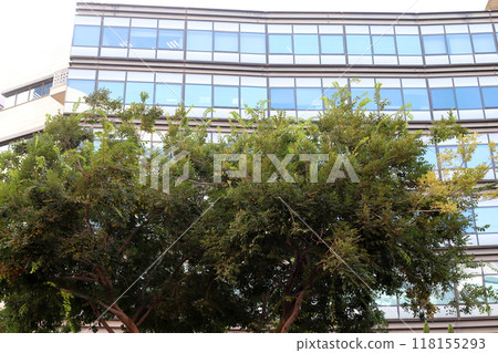 Houses in Tel Aviv through the foliage of tall trees. Houses in Tel Aviv through the foliage of tall trees. 118155293
