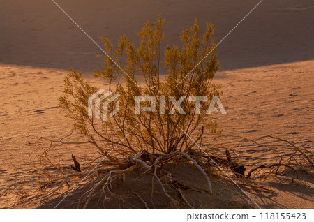 The Flat Sand Dunes The Flat Sand Dunes 118155423