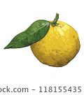 Illustration of a yuzu with leaves 118155435