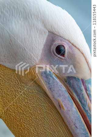 Pelican in Walvis Bay 118155443