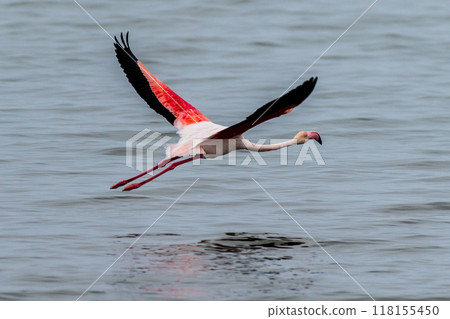 Departing Flamingo 118155450