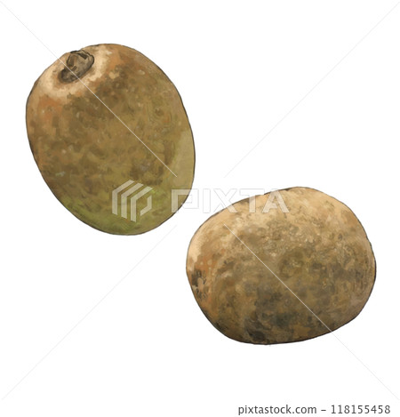 Green kiwi illustration 118155458