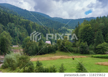 Green meadow among mountains with coniferous forest hills, landscape of Carpathians, Ukraine. 118155612