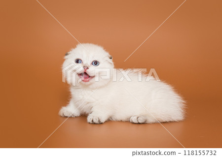 Small, cheerful white kitten 118155732