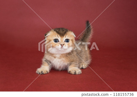 Small  red Scottish fold kitten 118155736
