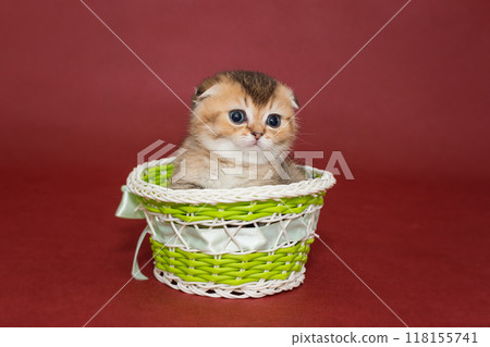 Small Scottish fold kitten in a basket Small Scottish fold kitten in a basket 118155741