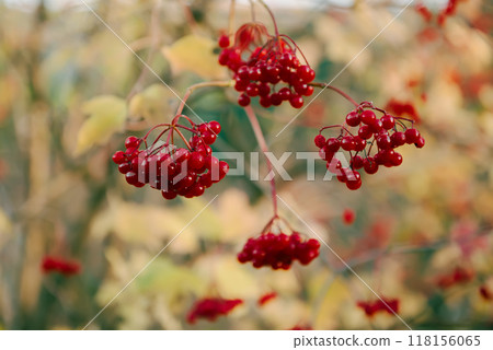 Red berries of viburnum in the wild Red berries of viburnum in the wild 118156065