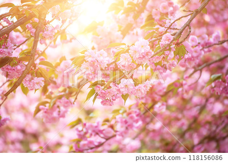 Sakura flowers blooming, spring seasonal Easter background Sakura flowers blooming, spring seasonal Easter background 118156086