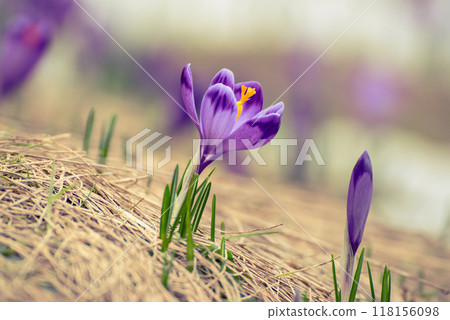 Spring crocus flowers, Easter background 118156098