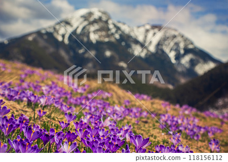 Dolina Chocholowska with blossoming purple crocuses or saffron flowers,Tatra mountains, Poland. 118156112