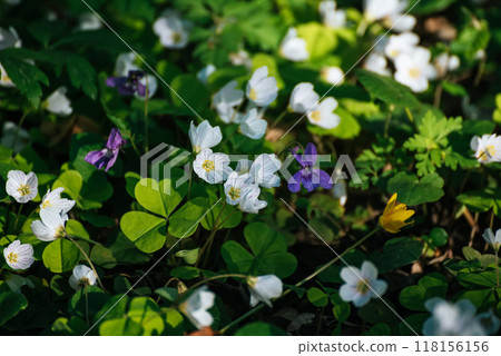 White anemone flowers growing in spring forest, natural seasonal background White anemone flowers growing in spring forest, natural seasonal background 118156156