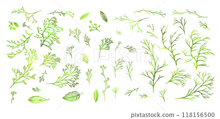 Set of green twigs. hand drawing. Not AI Vector illustration 118156500