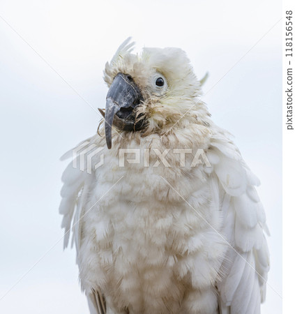 An old and seemingly worn out cockatoo taking a rest 118156548