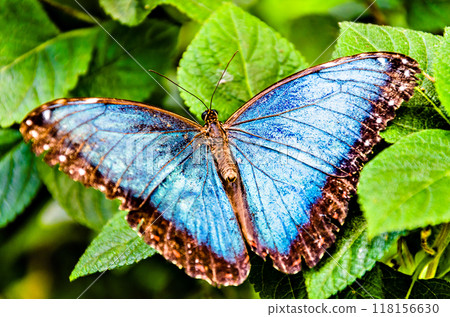 Beautiful Morpho Peleides (Blue Morpho) butterfly on green leaves Beautiful Morpho Peleides (Blue Morpho) butterfly on green leaves 118156630