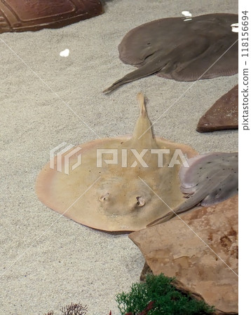 Stingray on a sandy bottom. Trygonoptera testacea. Class cartilaginous fish Stingray on a sandy bottom. Trygonoptera testacea. Class cartilaginous fish 118156694