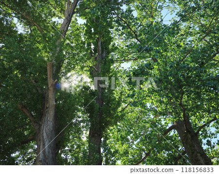 A vibrant, green avenue on the Hokkaido University campus 118156833