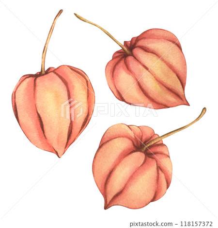 Watercolor Physalis illustration. Autumn berries drawing in orange color. Botanical sketch Winter cherry. Chinese Lantern lily plant clip art for invitations for harvest festival or thanksgiving 118157372