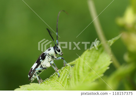 拉米舉行 118157375